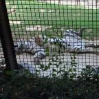 Veszprémi Állatkert Veszprém - 