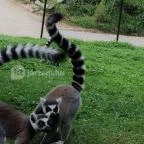 Veszprémi Állatkert Veszprém - 