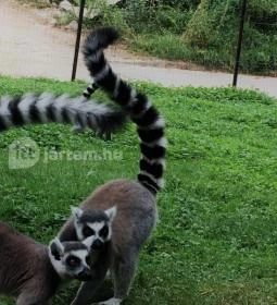 Veszprémi Állatkert