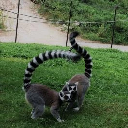 Veszprémi Állatkert, Veszprém - 