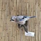 Ópusztaszeri Nemzeti Történeti Emlékpark Ópusztaszer - Egyéb