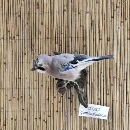 Ópusztaszeri Nemzeti Történeti Emlékpark Ópusztaszer - Egyéb