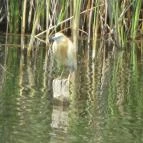 Fűzfa Hotel és Pihenőpark Poroszló - Egyéb