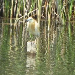 Fűzfa Hotel és Pihenőpark Poroszló - Egyéb