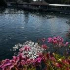 Hévízi-tó Hévíz - Egyéb