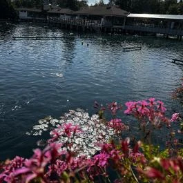 Hévízi-tó Hévíz - Egyéb