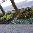 Arika Vendégház Gyula - Medence/kert