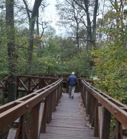  Kaszói Lombkorona Sétány