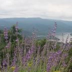 Silvanus Wellness & Konferencia Hotel Visegrád - Környék