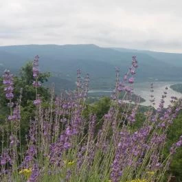 Silvanus Wellness & Konferencia Hotel, Visegrád - Környék