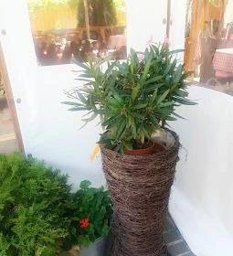 János Vendéglő Siófok