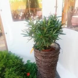 János Vendéglő Siófok, Siófok - Egyéb