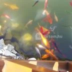 Csalánosi Csárda Kecskemét - Egyéb