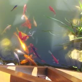 Csalánosi Csárda, Kecskemét - Egyéb