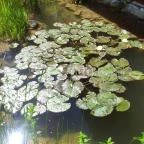 Csalánosi Csárda Kecskemét - Külső kép