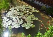 Csalánosi Csárda Kecskemét