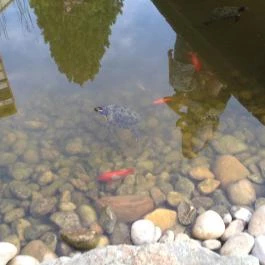 Kakas Étterem Budapest - Külső kép