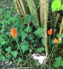 Patkó Vendéglő & Pizzéria