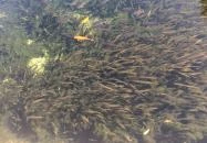 Peppino Pizzéria Tapolca