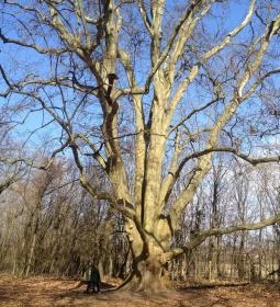 Puskás Akadémia Sport és Wellness Hotel étterme