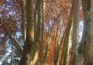 Szóda Étterem & Kávézó Siófok