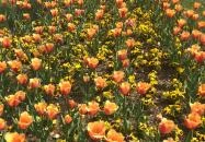 Turul Cafe & Étterem Tatabánya