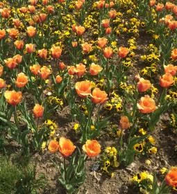 Turul Cafe & Étterem