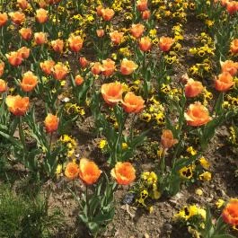 Turul Cafe & Étterem Tatabánya - Egyéb