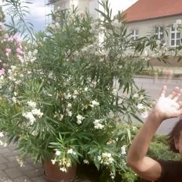 Szent Korona Cukrászda, Soltvadkert - Egyéb