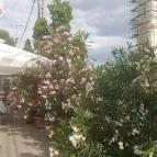 Szent Korona Cukrászda Soltvadkert - Egyéb