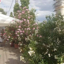 Szent Korona Cukrászda, Soltvadkert - Egyéb