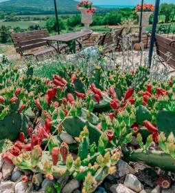 Taberna Infinito - Tapas&Grill Bàr