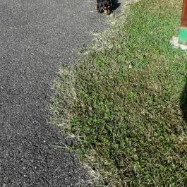 Abbázia Country Club, Nemesnép - Egyéb