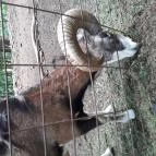 Grandhotel Galya Galyatető - Környék