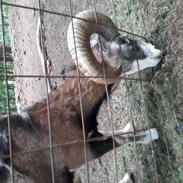 Grandhotel Galya, Galyatető - Környék