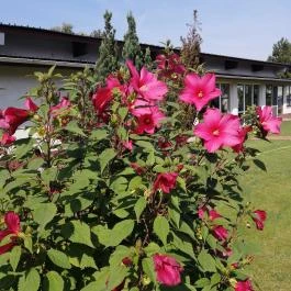 Hotel Imperial Gyógyszálló, Kiskőrös - Medence/kert