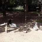 Őrségi Népi Műemlékegyüttes - Szalafő-Pityerszer Szalafő - Pityerszer - 