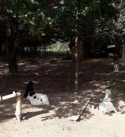 Őrségi Népi Műemlékegyüttes - Szalafő-Pityerszer