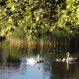 Tisza Balneum Hotel Tiszafüred - Medence/kert