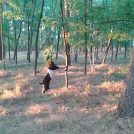 Zichy Park Hotel, Bikács - Egyéb