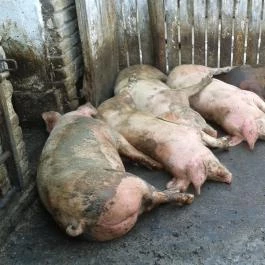 Zichy Park Hotel, Bikács - Egyéb