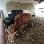 Hotel Vécsecity Hernádvécse - Egyéb