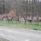 Tóvik Vendégház Szokolya - Medence/kert