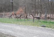 Tóvik Vendégház Szokolya