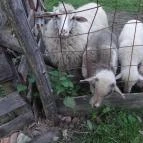 Fecskefészek Vendégház Ôriszentpéter - Környék