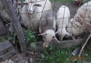 Fecskefészek Vendégház Ôriszentpéter Fecskefészek Vendégház Ôriszentpéter