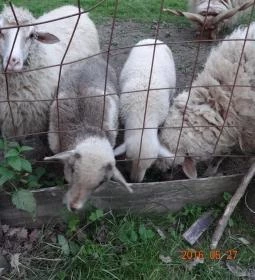 Fecskefészek Vendégház