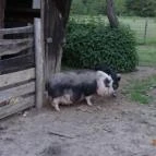 Fecskefészek Vendégház Ôriszentpéter - Környék