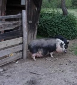 Fecskefészek Vendégház