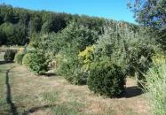 Knédli Vendégház Répáshuta